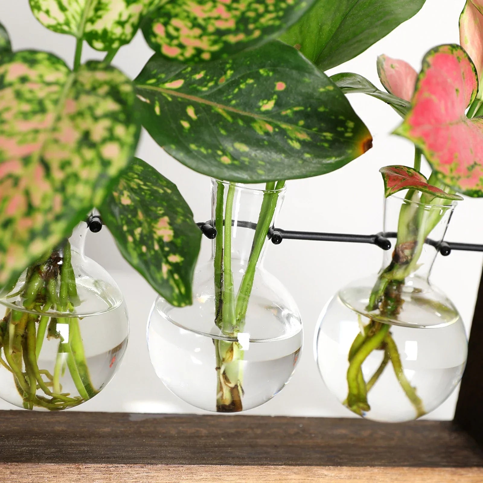 VerdeHalo Elegant Glass Propagation Stand for a Minimalist Indoor Garden - All Around Casa