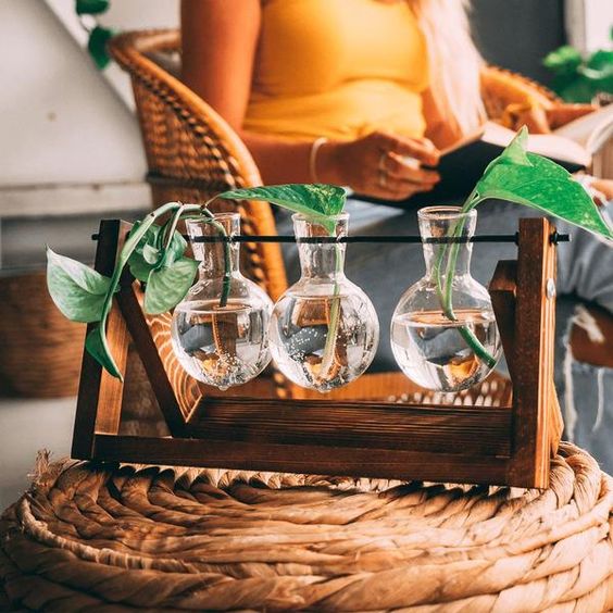 VerdeHalo Elegant Glass Propagation Stand for a Minimalist Indoor Garden - All Around Casa