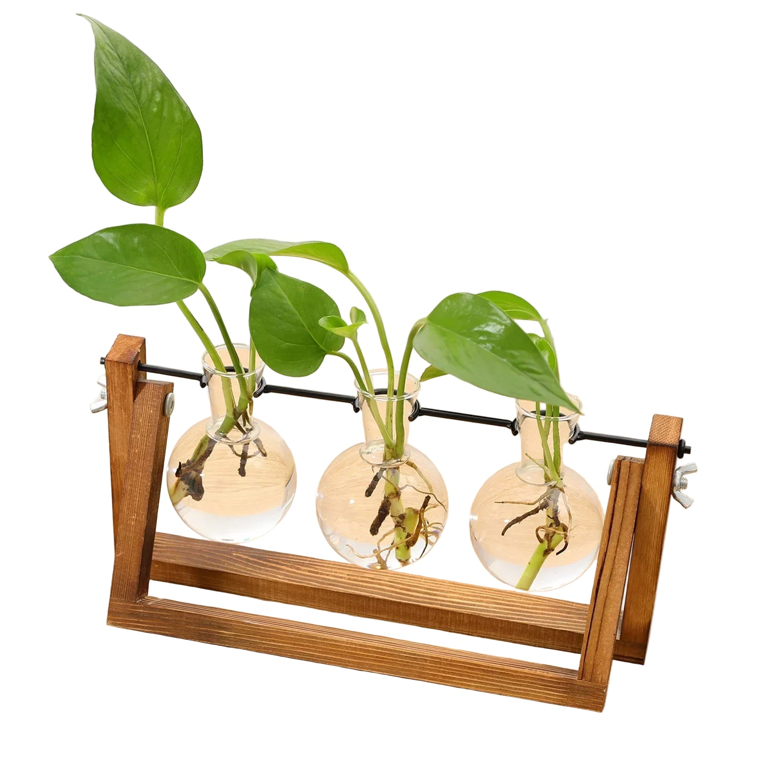 VerdeHalo Elegant Glass Propagation Stand for a Minimalist Indoor Garden - All Around Casa