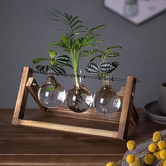 VerdeHalo Elegant Glass Propagation Stand for a Minimalist Indoor Garden - All Around Casa