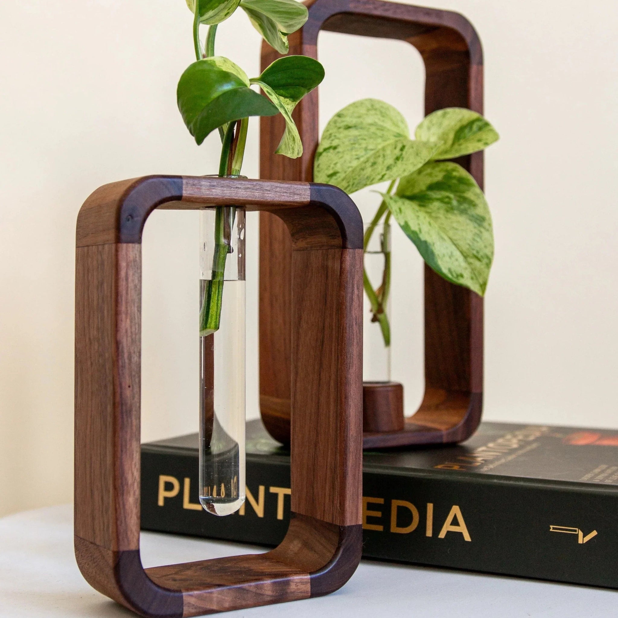 Verdura Aura Elegant Glass Plant Propagator for Modern Greenery Displays - All Around Casa